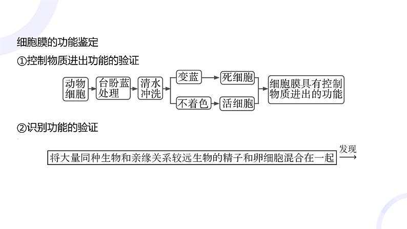 2025届高考生物基础练习第二章 第1节 细胞膜和细胞核课件第5页