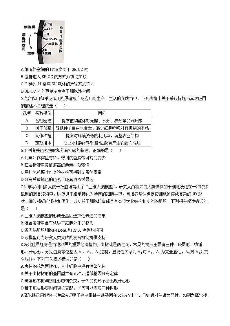 陕西省榆林市2024-2025学年高三上学期11月期中考试 生物  含答案第2页