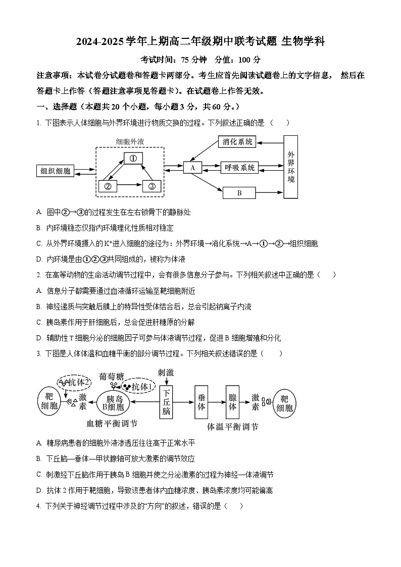 河南省郑州市十校联考2024-2025学年高二上学期11月期中生物试题  Word版无答案第1页