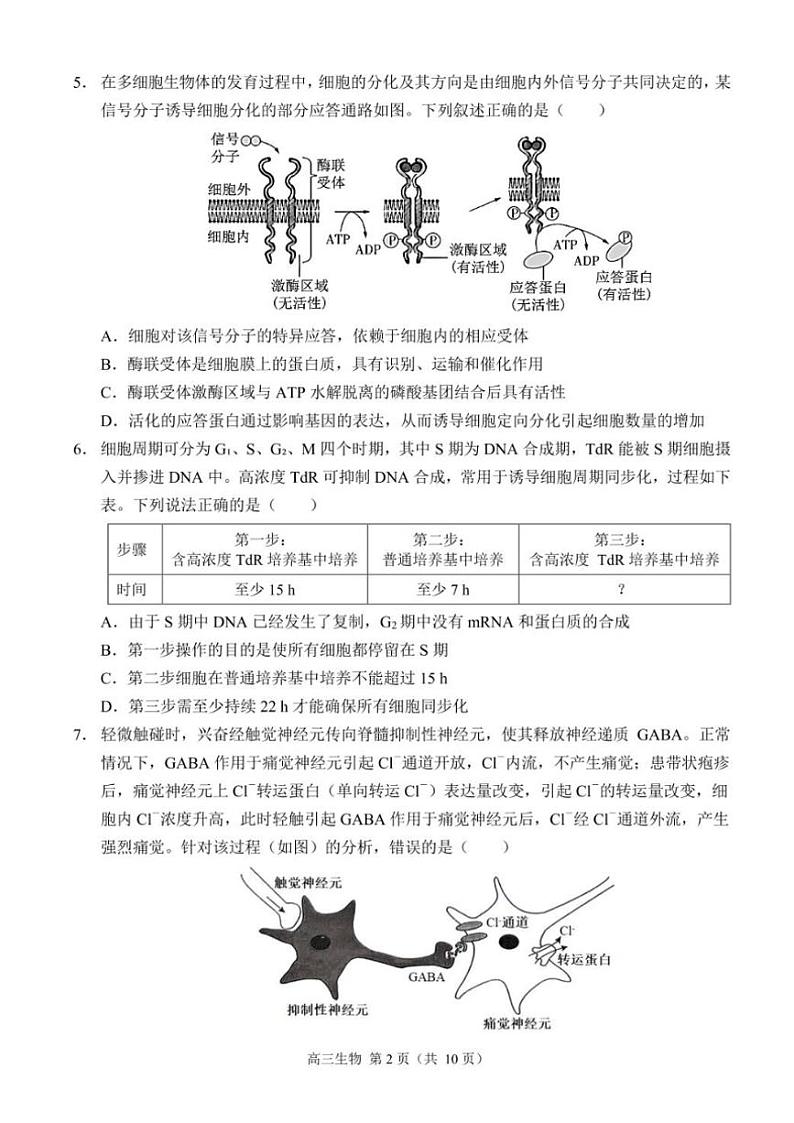 重庆市西南大学附属中学校2024～2025学年高三(上)11月阶段性检测(二)生物试卷(含答案)第2页