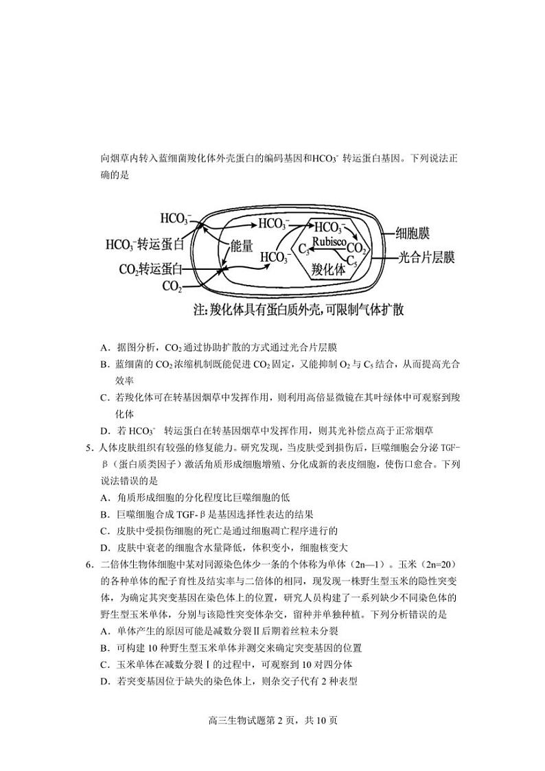 山东省威海市文登区2024～2025学年高三(上)第一次高考模拟生物试卷(含答案)第2页