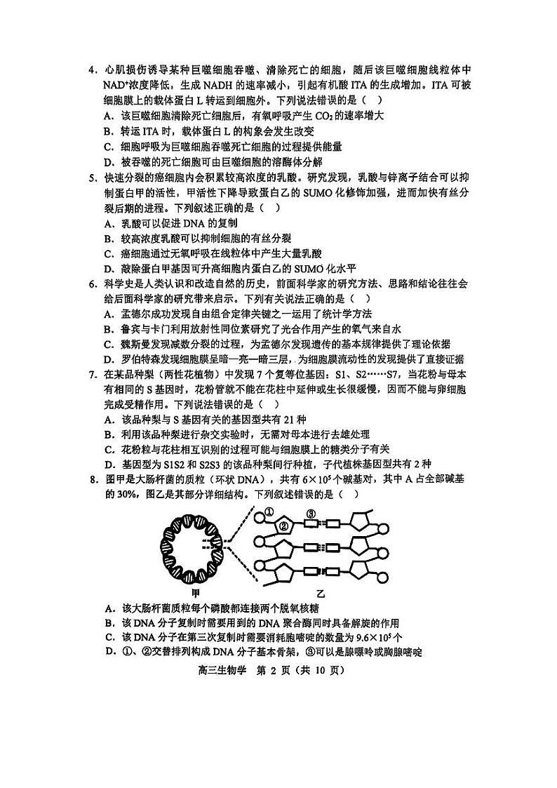 2025届辽宁沈阳郊联体高三上学期11月期中联考生物试题+答案第2页