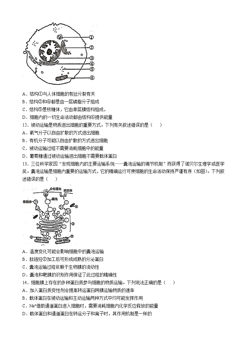 江苏省徐州市泉山区徐州市第一中学2024-2025学年高一上学期期中生物试卷(无答案)第3页