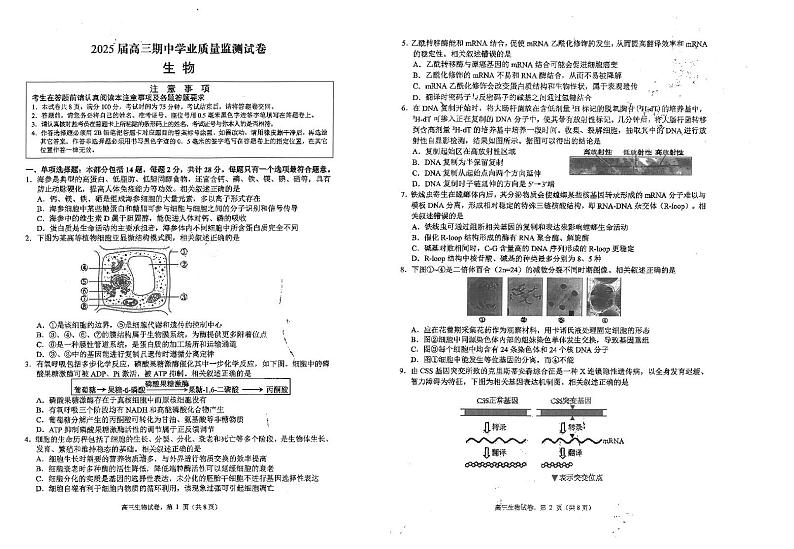 江苏省海安高级中学2024-2025学年高三上学期期中考试生物试题（含答案）第1页