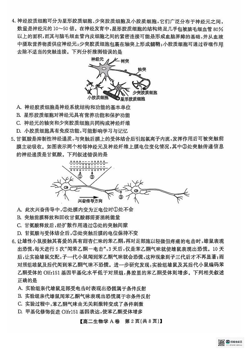2025黄山八校联考高二上学期11月期中考试生物PDF版无答案第2页