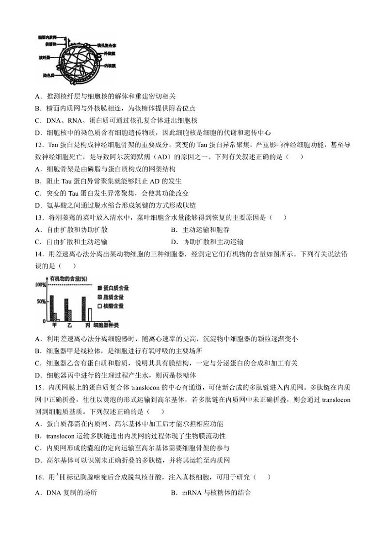 2024～2025学年广东省江门市培英高级中学高一(上)12月月考生物试卷(无答案)第3页