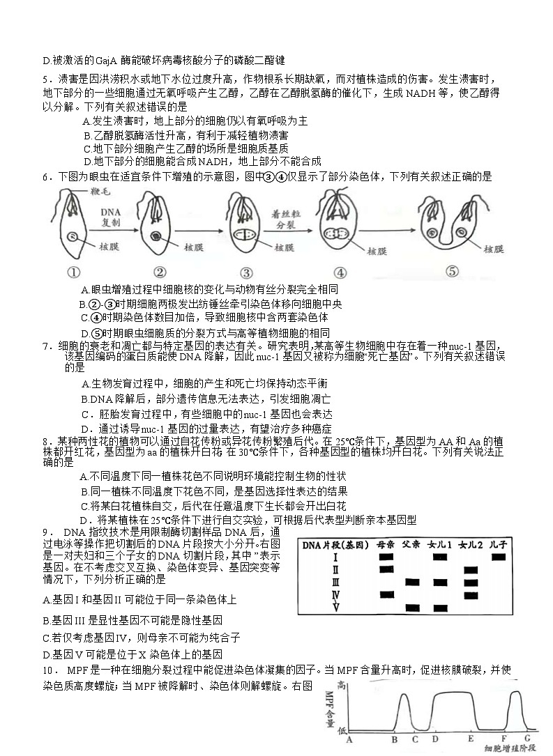 四川省泸州市2025届高三上学期第一次教学质量诊断性考试生物试题（Word版附答案）第2页