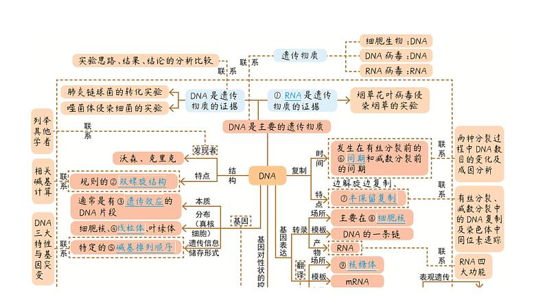 2025届生物高考  二轮复习 遗传的分子基础 课件第8页