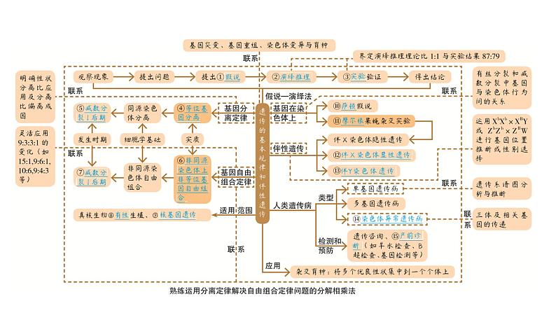 2025届生物高考  二轮复习 遗传的基本规律与伴性遗传 课件第7页