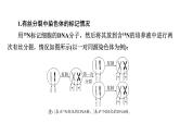 2025届生物高考  二轮复习 细胞的生命历程　热点情境　直击高考方向 课件 (1)