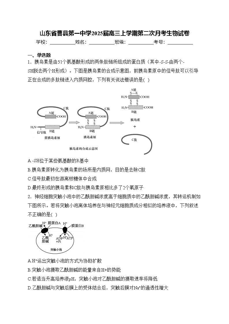 山东省曹县第一中学2025届高三上学期第二次月考生物试卷(含答案)第1页
