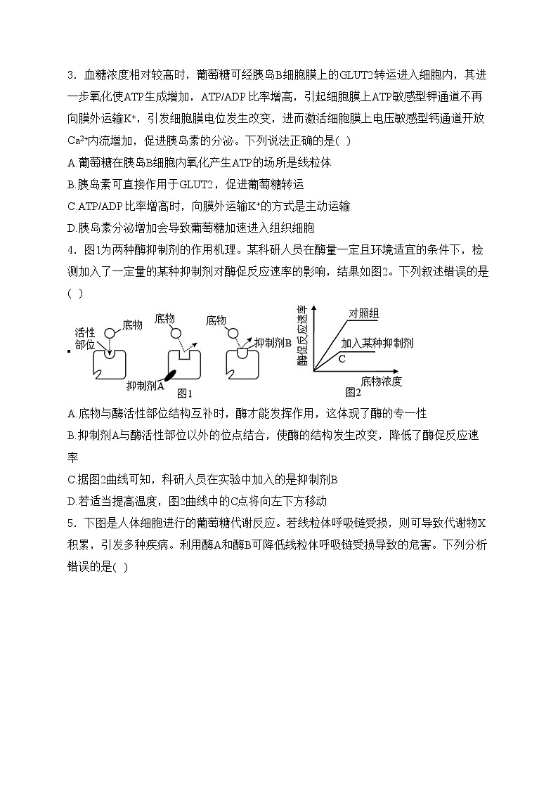 山东省曹县第一中学2025届高三上学期第二次月考生物试卷(含答案)第2页