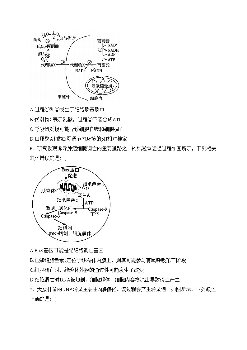 山东省曹县第一中学2025届高三上学期第二次月考生物试卷(含答案)第3页