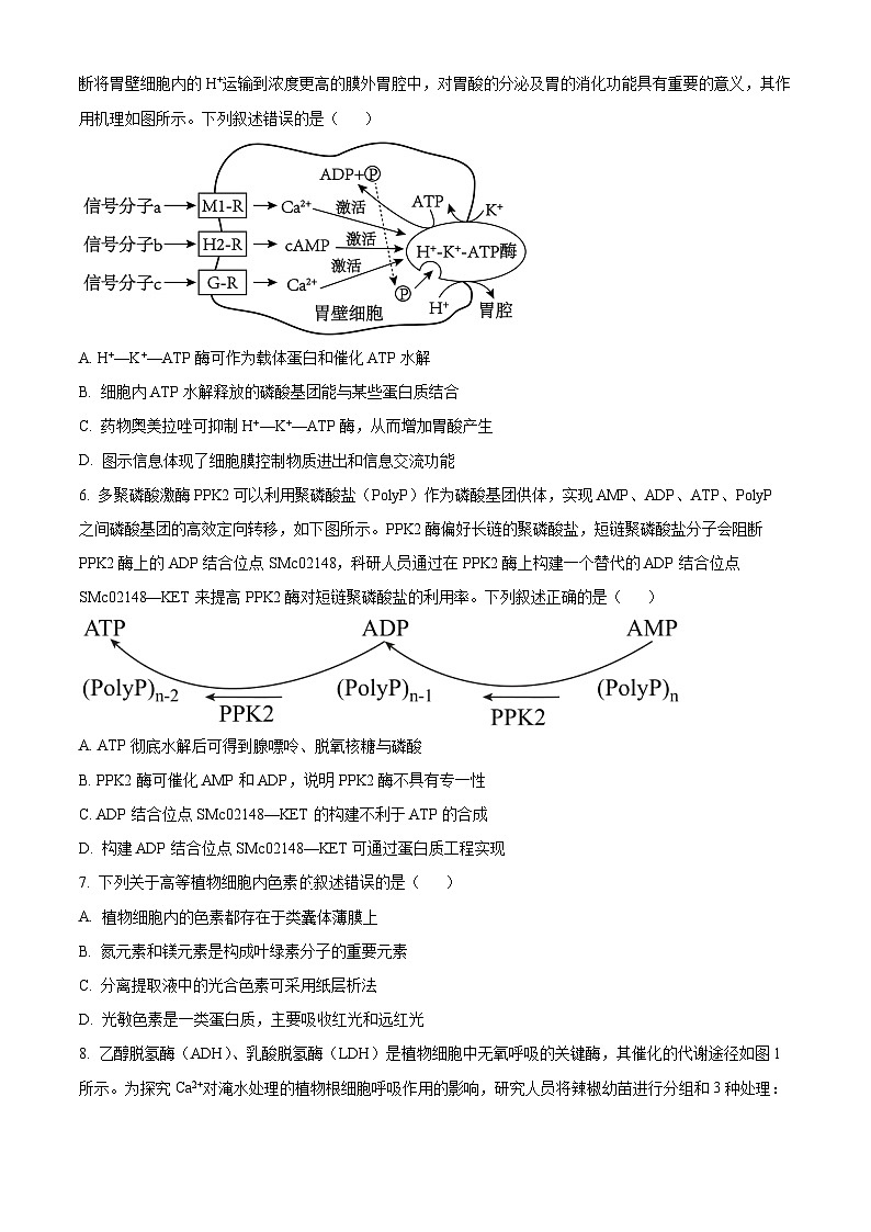 湖北省重点中学2025届高三上学期第一次联考生物试题 Word版无答案第2页