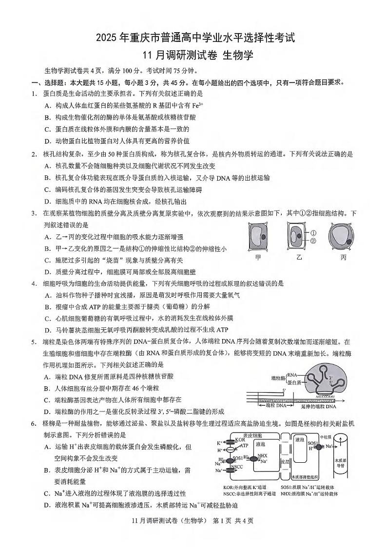 生物丨2025年重庆市普通高中学业水平选择性考试11月调研测试卷生物试卷及答案第1页