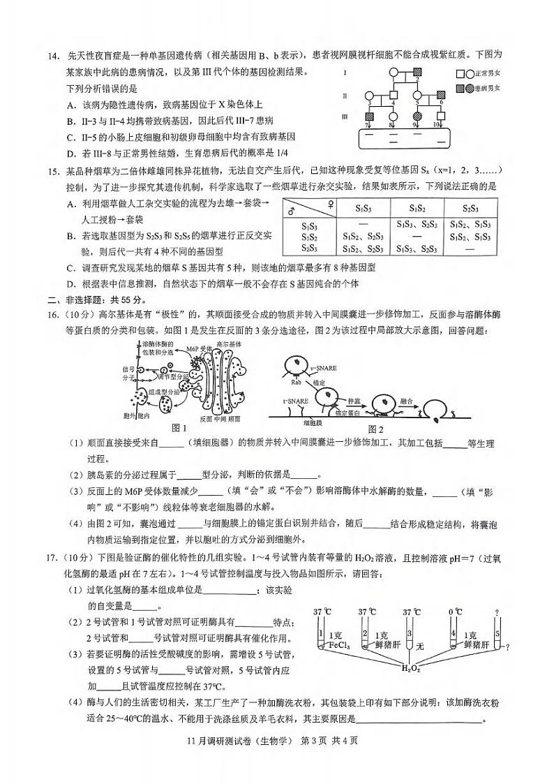生物丨2025年重庆市普通高中学业水平选择性考试11月调研测试卷生物试卷及答案第3页
