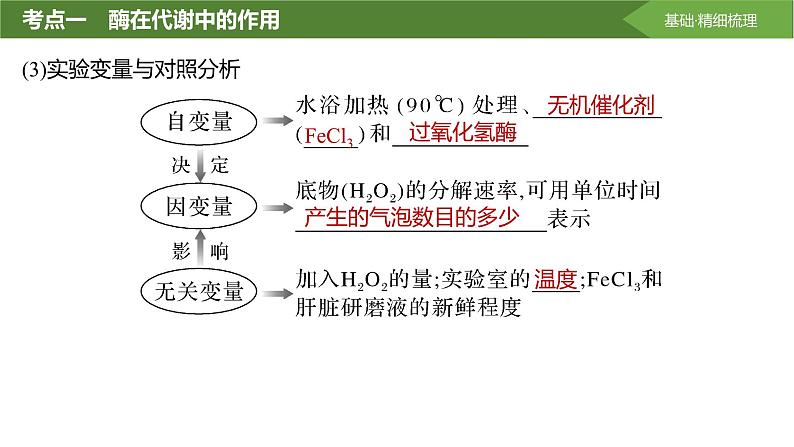 2025届高三生物一轮复习课件第9讲：降低化学反应活化能的酶第6页