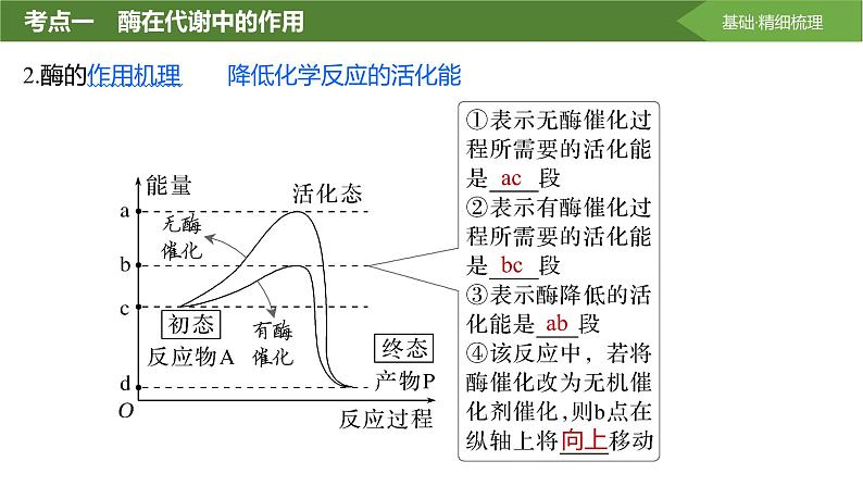 2025届高三生物一轮复习课件第9讲：降低化学反应活化能的酶第8页