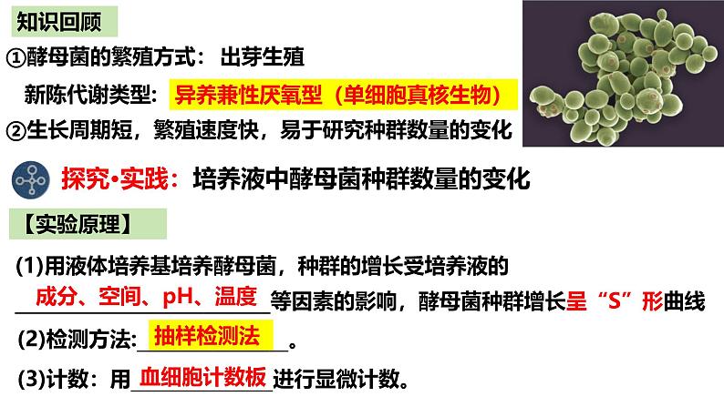 1.2 种群的数量变化（实验）-2024-2025学年高二生物同步高效教学课件（人教版2019选择性必修2）第2页