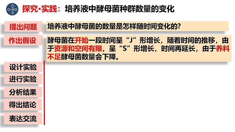 1.2 种群的数量变化（实验）-2024-2025学年高二生物同步高效教学课件（人教版2019选择性必修2）第4页