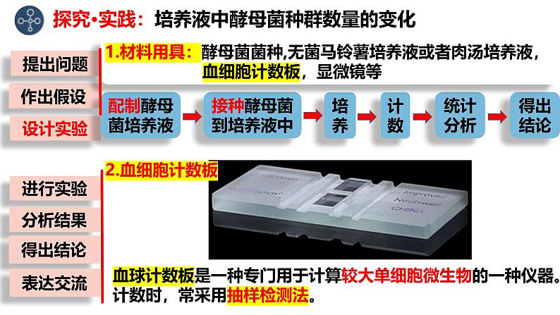 1.2 种群的数量变化（实验）-2024-2025学年高二生物同步高效教学课件（人教版2019选择性必修2）第5页