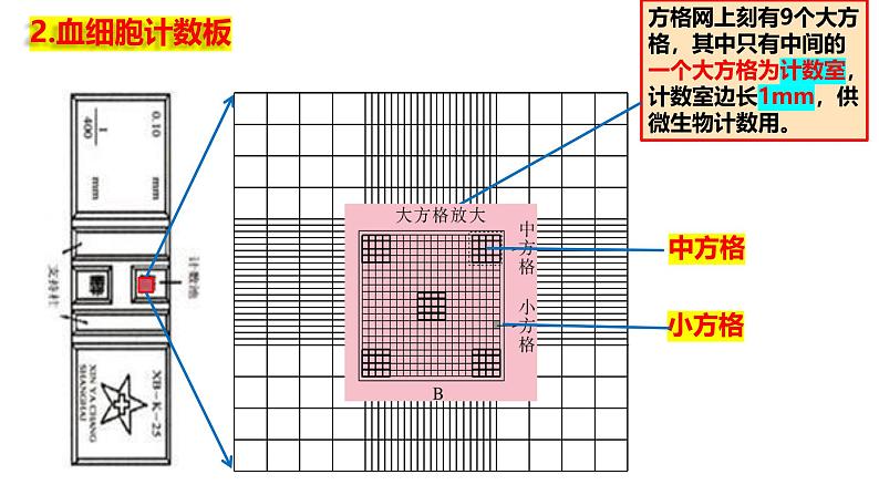 1.2 种群的数量变化（实验）-2024-2025学年高二生物同步高效教学课件（人教版2019选择性必修2）第6页