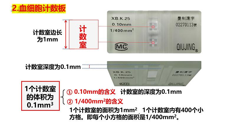 1.2 种群的数量变化（实验）-2024-2025学年高二生物同步高效教学课件（人教版2019选择性必修2）第7页