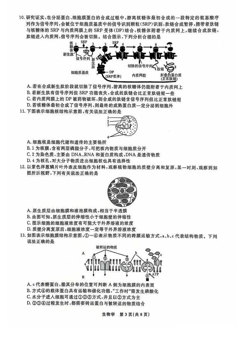 2024～2025学年辽宁省普通高中高一(上)12月联合考试生物试卷(含解析)第3页