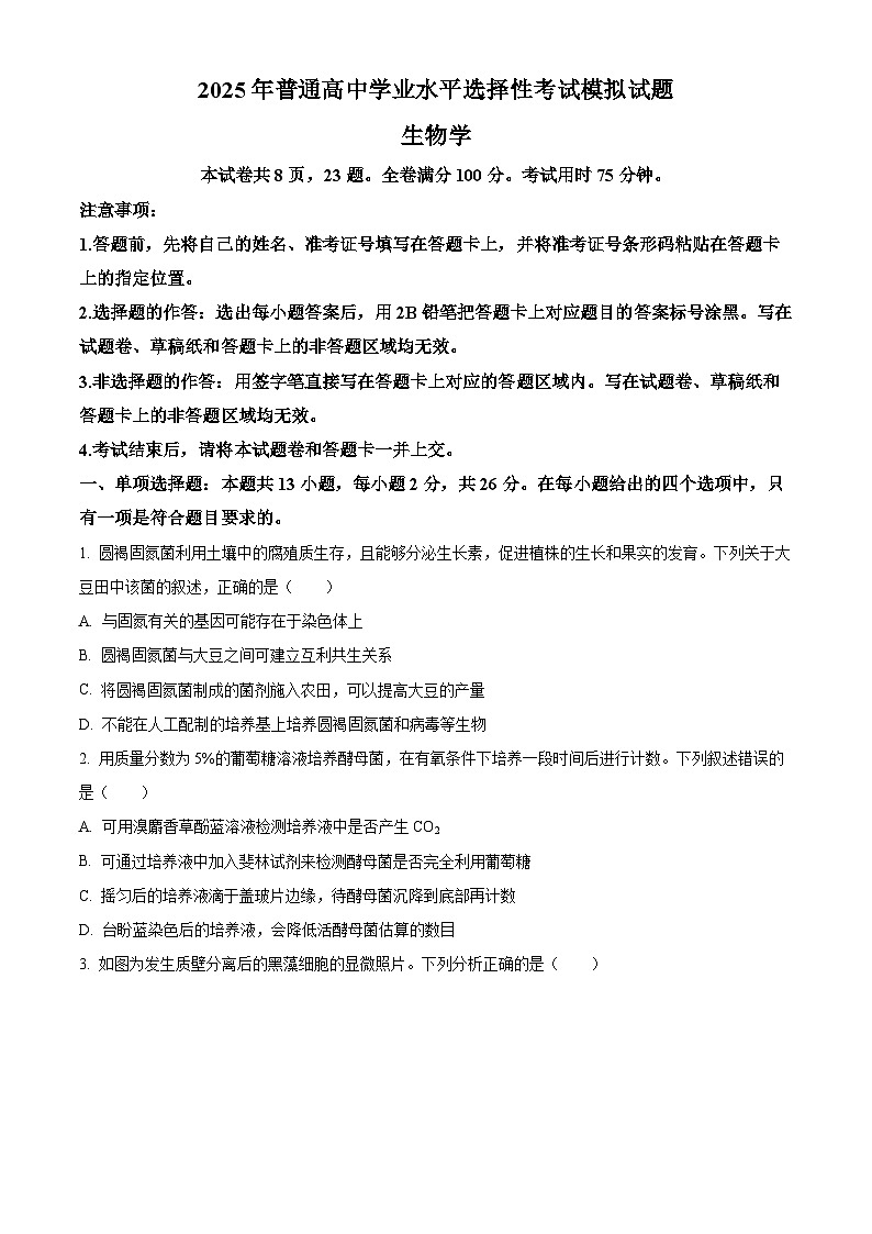 2025沧州运东五校高三上学期11月期中考试生物含答案第1页