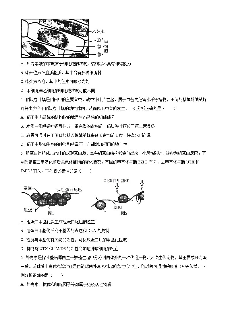 2025沧州运东五校高三上学期11月期中考试生物含答案第2页