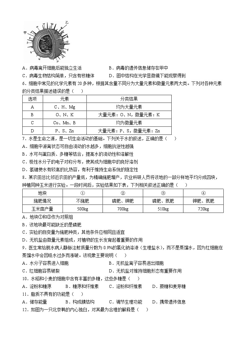 2025亳州涡阳县高一上学期11月期中（第二次月考）生物试题含解析第2页