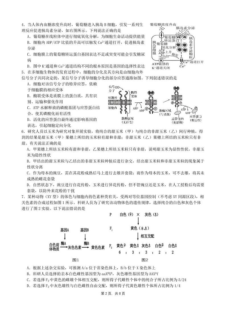 四川省成都市石室中学2025届高三上学期11月期中考-生物试卷+答案第2页