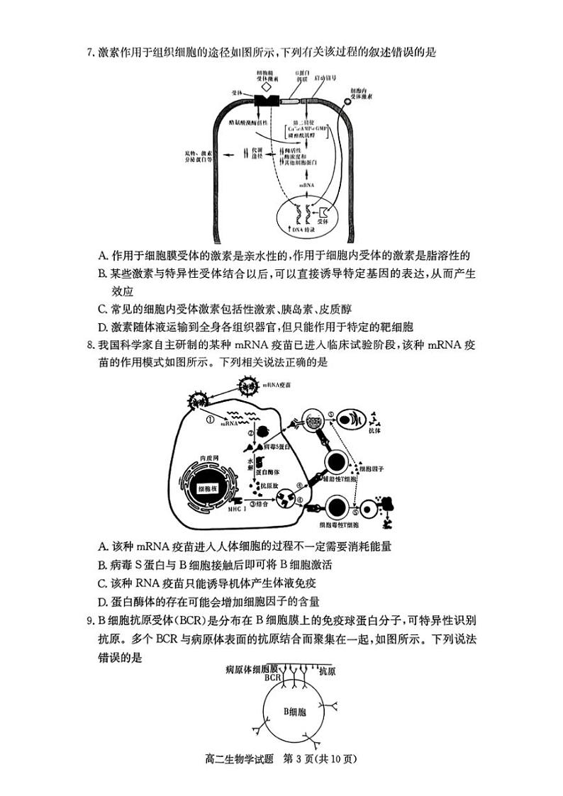 2024～2025学年湖南省名校高二(上)12月检测生物试卷(版含答案)第3页