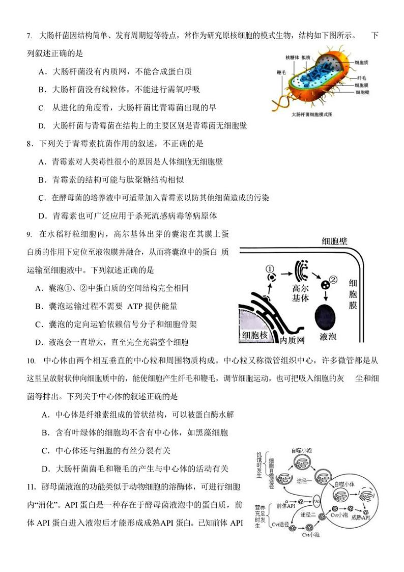 2024～2025学年内蒙古赤峰二中高一(上)第二次月考生物试卷(含答案)第3页