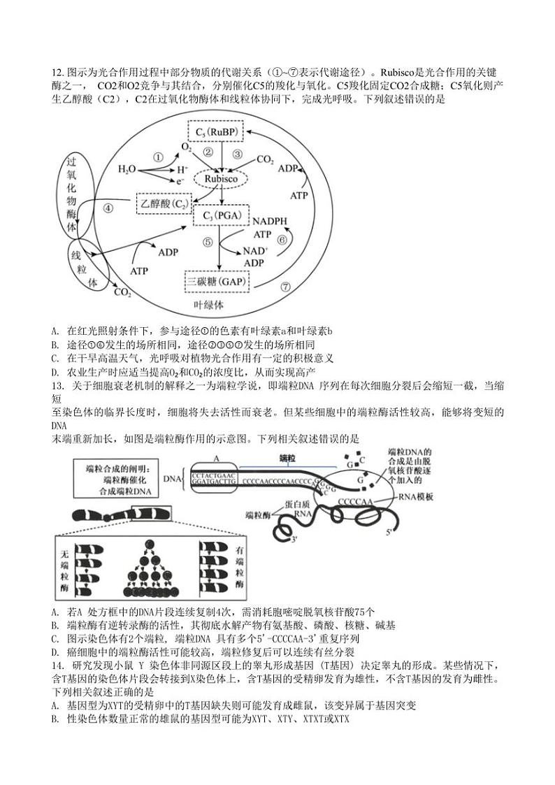 2024～2025学年重庆市沙坪坝区重庆市第一中学校高二(上)12月期中生物试卷(含答案)第3页