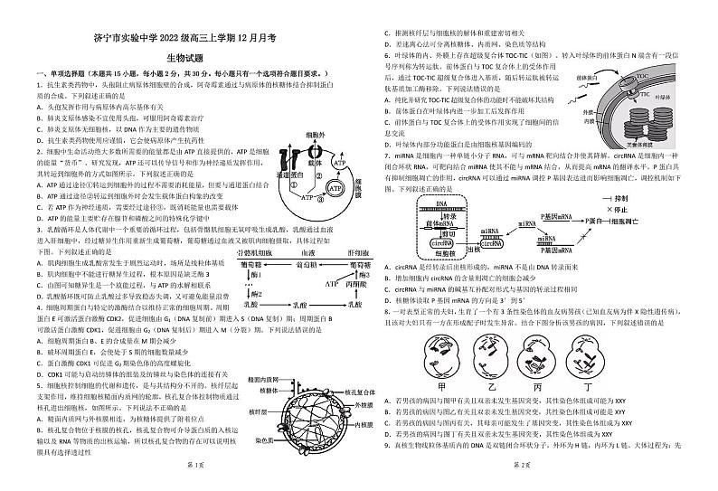 山东省济宁市实验中学2024-2025学年高三上学期12月月考生物试题 第1页