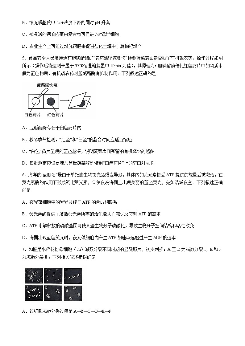 安徽省江淮十校2025届高三上学期11月第二次联考试题生物含答案第3页