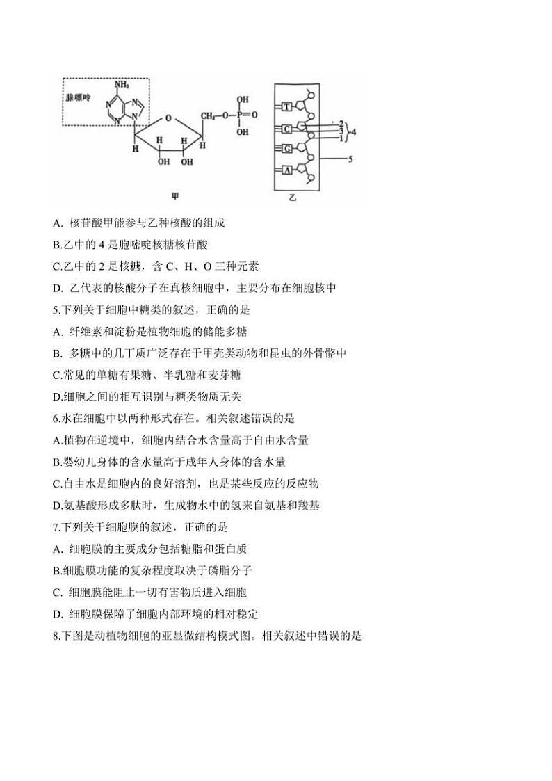 2024～2025学年山东省菏泽市鄄城县第一中学高一(上)第二次月考生物试卷(含答案)第2页