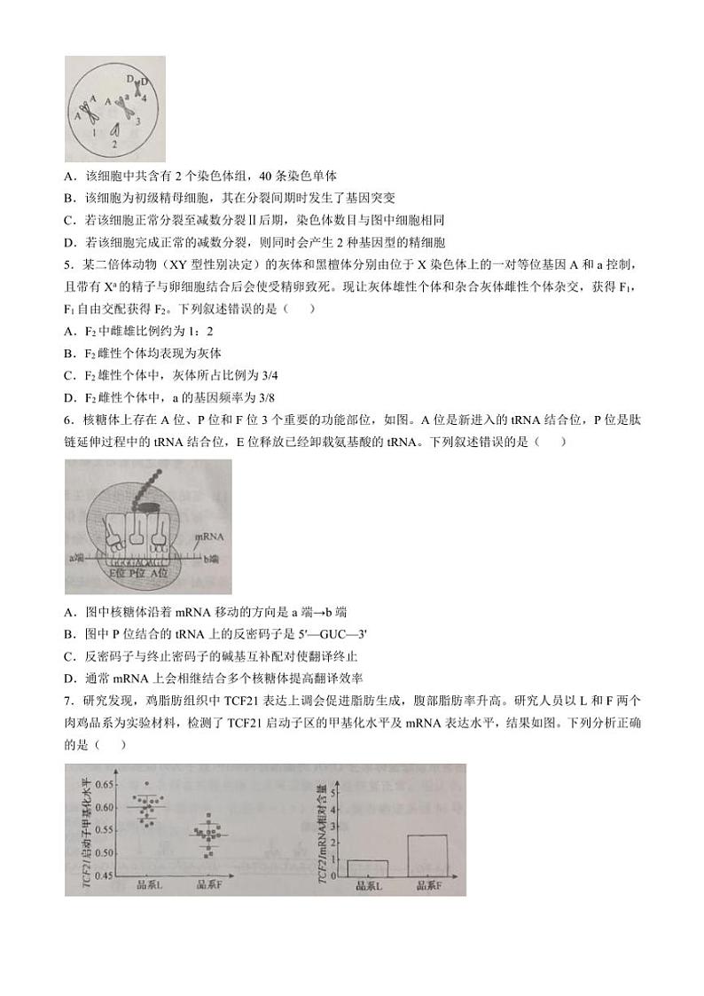 2024～2025学年河北省邯郸市部分学校高三(上)期中联考试卷生物(含答案)第2页