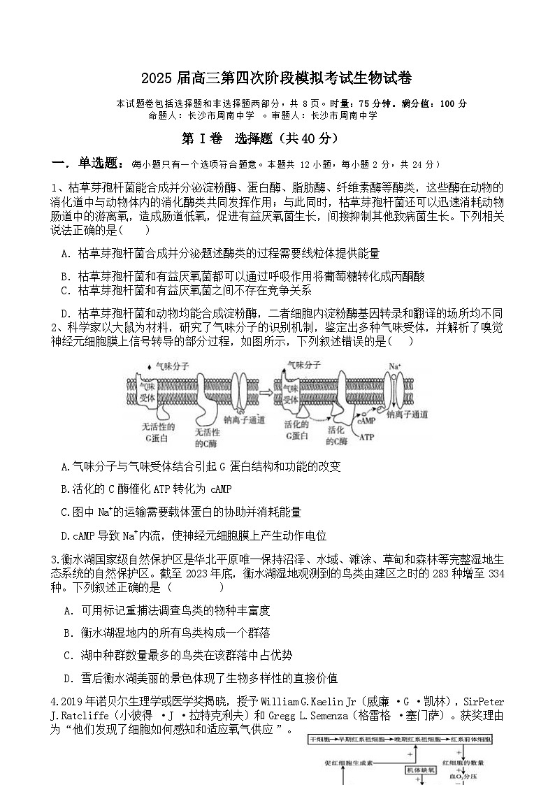 【湖北卷】湖南省长沙市周南中学2024-2025学年2025届高三上学期第四阶段（12月）模拟考试（12.3-12.4）生物试卷第1页