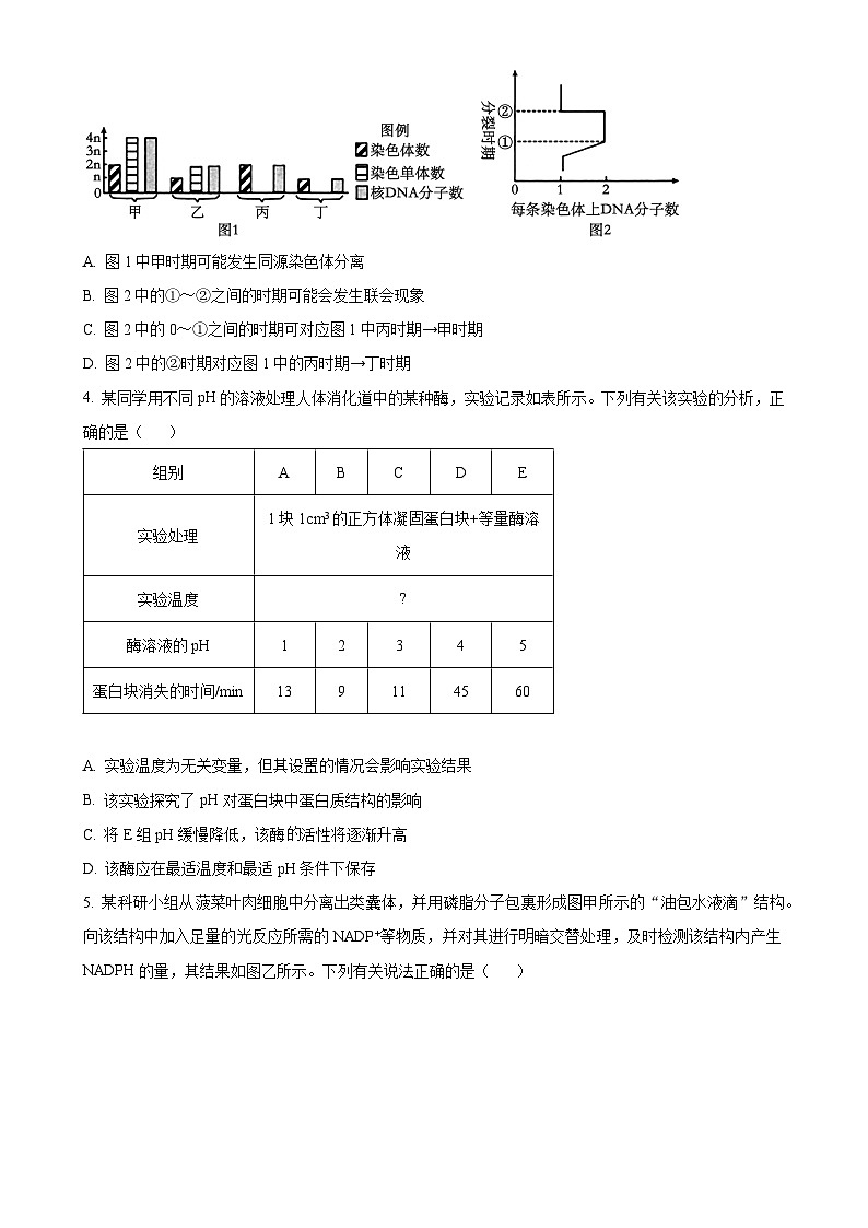 河南省新乡市名校2024-2025学年高三上学期期中联考生物试题（原卷版）-A4第2页