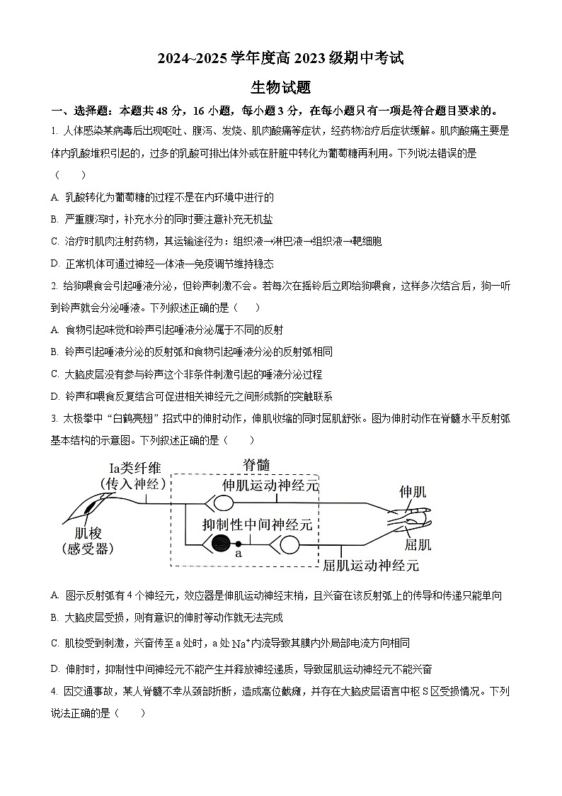四川省广安中学2024-2025学年高二上学期期中考试生物试题 Word版无答案第1页