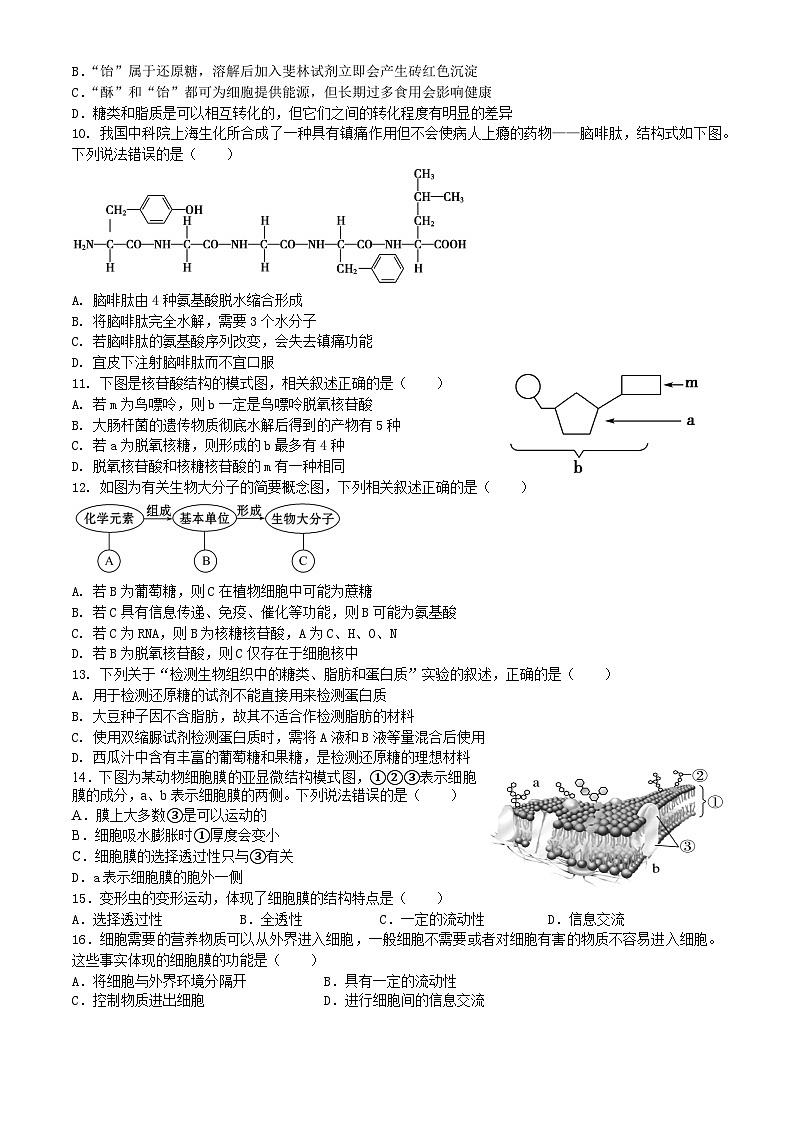 四川省内江市威远中学2024-2025学年高一上学期12月月考生物试题（Word版附答案）.第2页