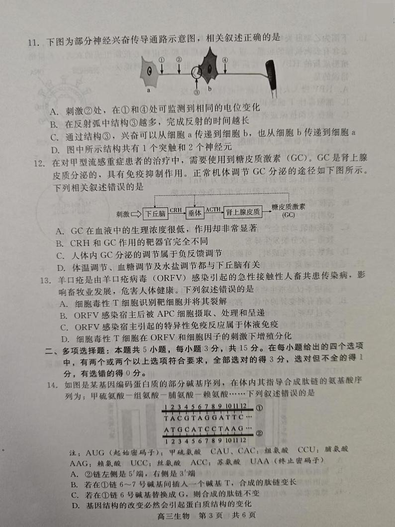 河北省张家口市尚义县第一中学等校2024-2025学年高三上学期12月月考生物试题第3页