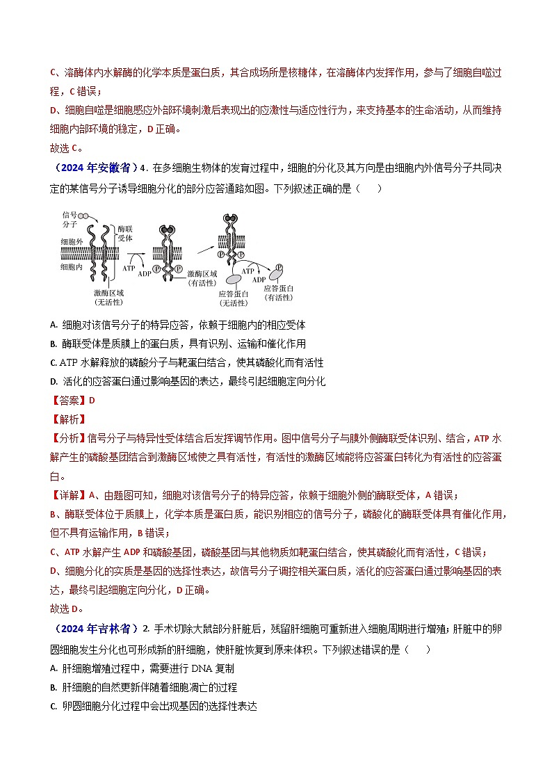 专题07 细胞的分化、衰老、死亡和癌变-【真题汇编】2024年高考生物真题和模拟题分类汇编（教师卷）第2页