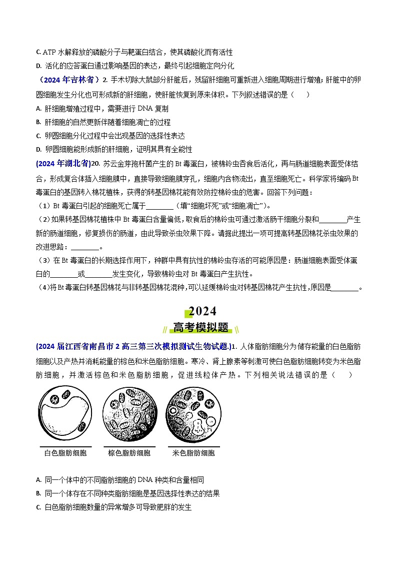 专题07 细胞的分化、衰老、死亡和癌变-【真题汇编】2024年高考生物真题和模拟题分类汇编(学生卷）第2页