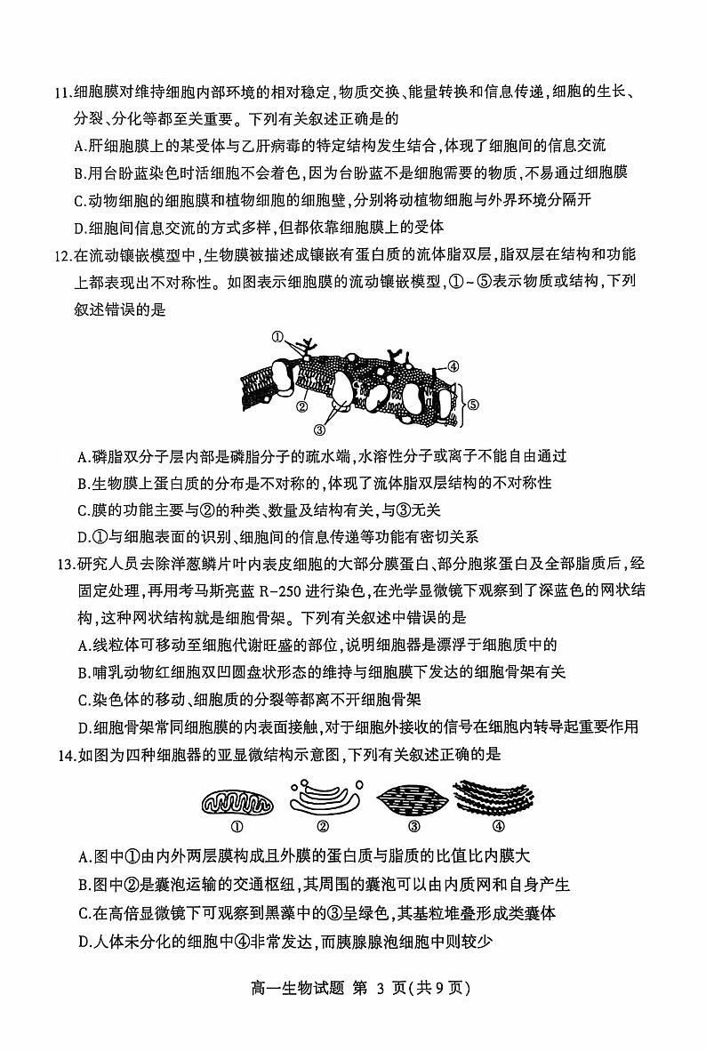 山东省临沂市兰陵县2024-2025学年高一上学期11月期中考试生物试题第3页