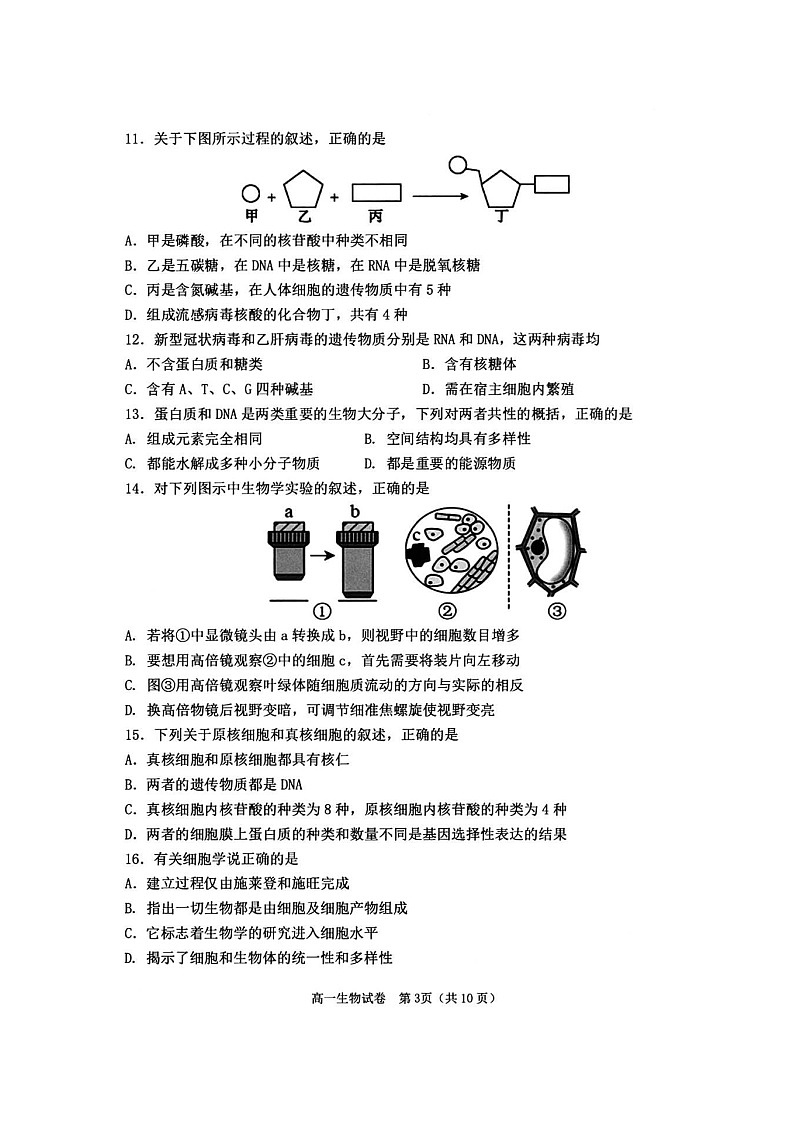 四川省天立学校2024-2025学年高一上学期期中联考生物试题第3页