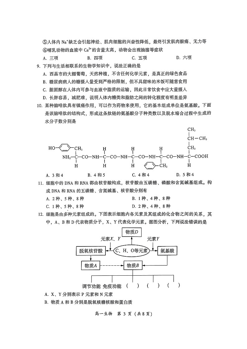 四川省凉山彝族自治州西昌市2024-2025学年高一上学期期中检测生物试题第3页