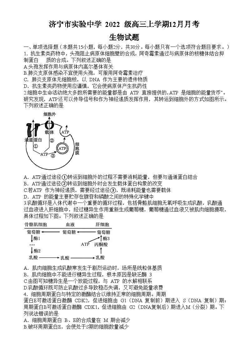 济宁市实验中学2024-2025学年高三上学期12月月考生物试题-A4第1页